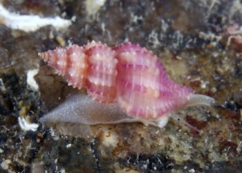 Aparecen por primera vez en aguas gallegas caracolas del Mediterráneo