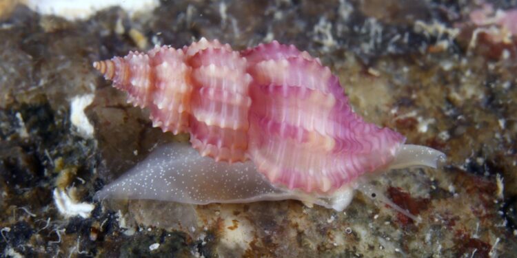 Aparecen por primera vez en aguas gallegas caracolas del Mediterráneo