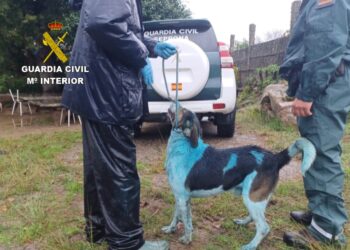 Lesiones, «cadena perpetua» y un perro azul: denunciado un vecino de O Morrazo por infringir la ley de bienestar animal