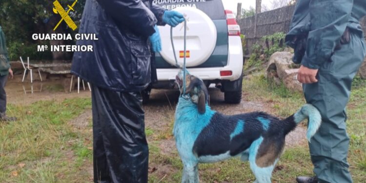 Lesiones, «cadena perpetua» y un perro azul: denunciado un vecino de O Morrazo por infringir la ley de bienestar animal