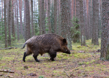 Luz verde a la caza sin límite de jabalís en Vigo y su área