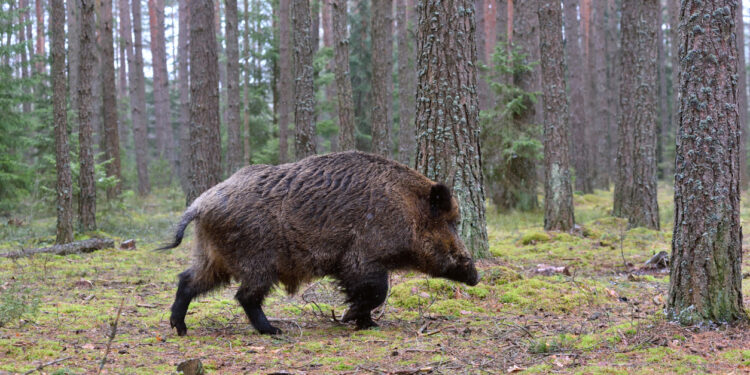 Luz verde a la caza sin límite de jabalís en Vigo y su área