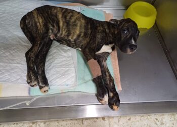 Un perro muerto y otro con las orejas cortadas en Vigo: se busca al culpable