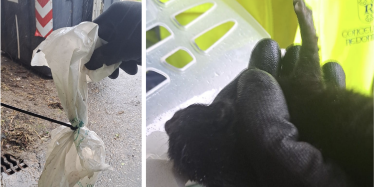 Redondela pide ayuda a los vecinos para resolver un «caso grave» de maltrato animal