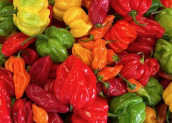 La competencia de nuestros pimientos entra por Vigo