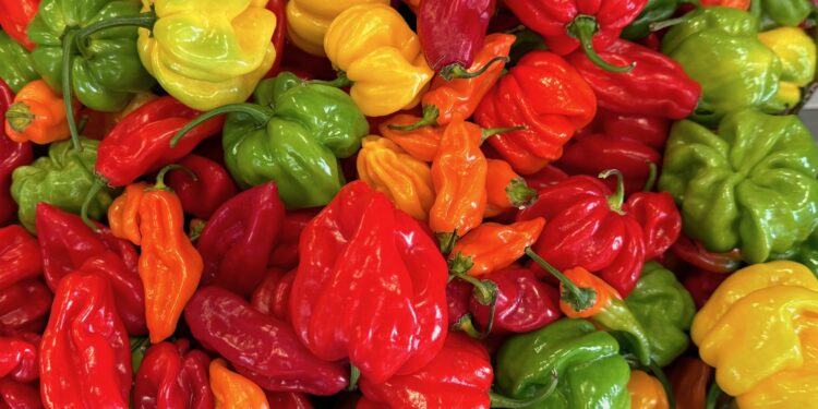 La competencia de nuestros pimientos entra por Vigo