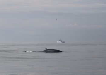 La población de ballenas de las Rías Baixas, a estudio