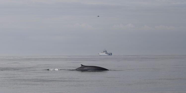 La población de ballenas de las Rías Baixas, a estudio