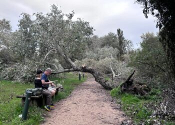 El paseo del Lagares, zona catastrófica tras el paso de ‘Kirk’