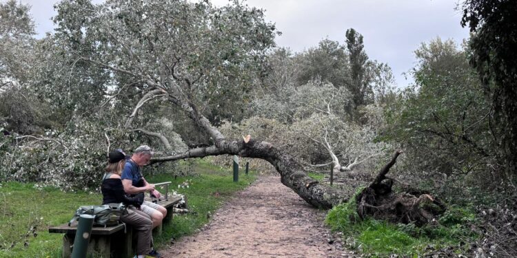El paseo del Lagares, zona catastrófica tras el paso de ‘Kirk’