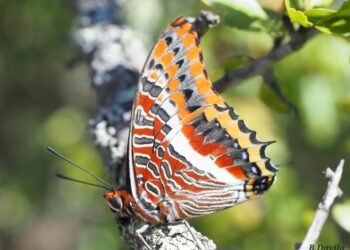Hallazgo histórico en Cíes con una nueva y ‘rara’ especie tropical