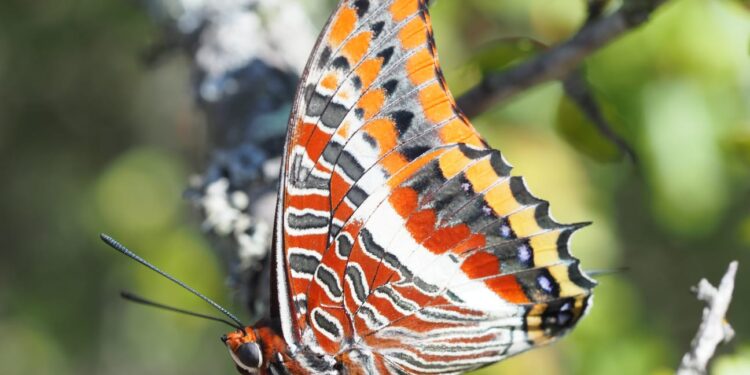 Hallazgo histórico en Cíes con una nueva y ‘rara’ especie tropical