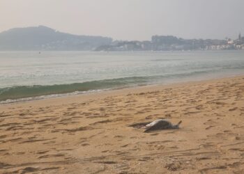 Detectado un nuevo foco de gripe aviar en el área de Vigo