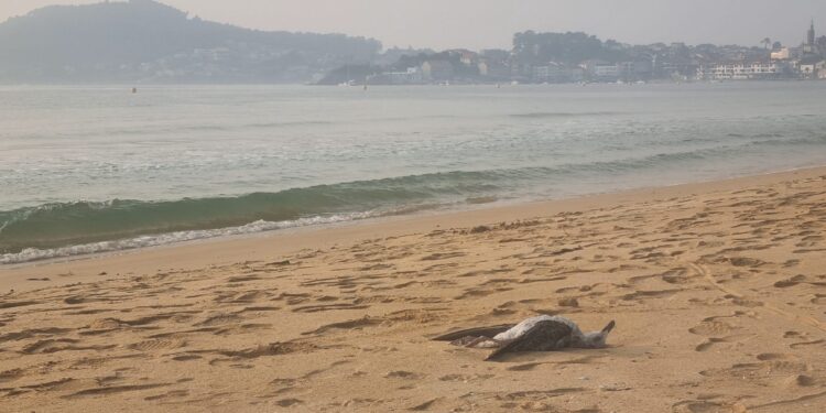 Detectado un nuevo foco de gripe aviar en el área de Vigo