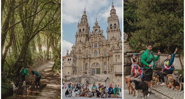 ‘Cat e Dog’: la guardería canina que te lleva al ‘Camino de las Estrellas’