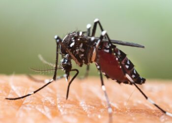 El mosquito tigre se queda en Vigo y cuatro concellos del área