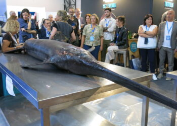 Una práctica ancestral convertida en espectáculo: el ronqueo de un pez espada