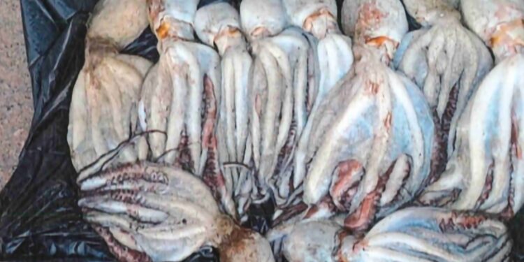 El ‘dron’ de la Policía Local vuelve a pillar a un furtivo en Vigo