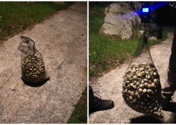 Vuelven a ‘pillar’ a los furtivos de Teis, esta vez con 16 kilos de marisco