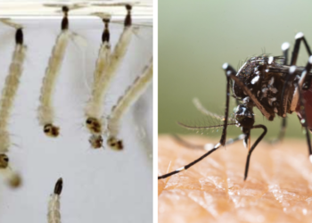 Detectan larvas de mosquito tigre en O Porriño