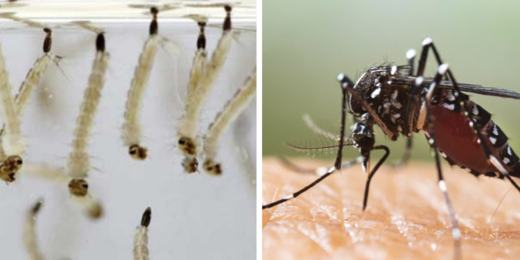 Detectan larvas de mosquito tigre en O Porriño