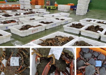Arranca la campaña de la centolla en Vigo: estos han sido los precios