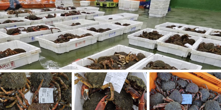 Arranca la campaña de la centolla en Vigo: estos han sido los precios