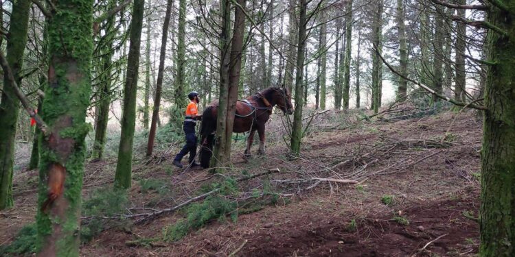 La UVigo actúa en la ‘raia’ para disminuir el riesgo de incendios