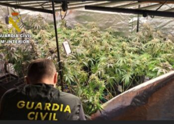 Localizan un galpón con 120 plantas de marihuana y toda la maquinaria para su cultivo