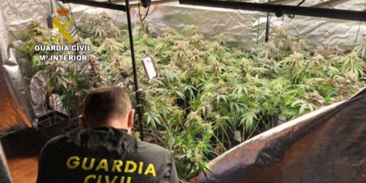 Localizan un galpón con 120 plantas de marihuana y toda la maquinaria para su cultivo