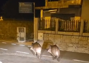 Una pareja de jabalíes, de paseo por Canido