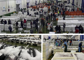 Jornada frenética (y de récord) en el Puerto de Vigo: 230.000 kilos de pescado y marisco
