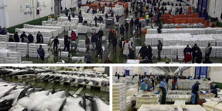 Jornada frenética (y de récord) en el Puerto de Vigo: 230.000 kilos de pescado y marisco
