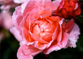 Envía naturaleza y emociones: envío de flores en Vigo