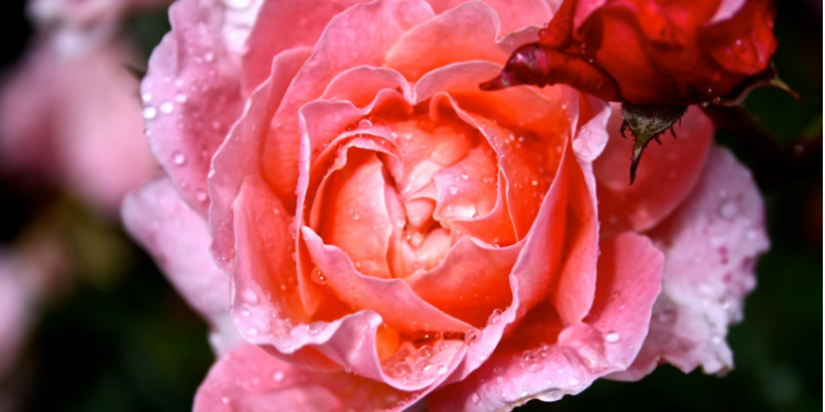 Envía naturaleza y emociones: envío de flores en Vigo