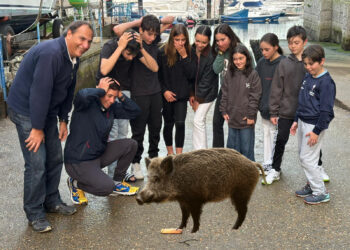 Curiosidad y asombro en Bouzas: la insólita mascota del equipo de regatas del Club Marítimo de Canido