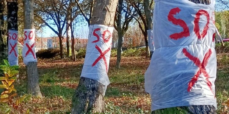 Los ecologistas alertan de la «deforestación» de 500.000 metros cuadrados para Afouteza