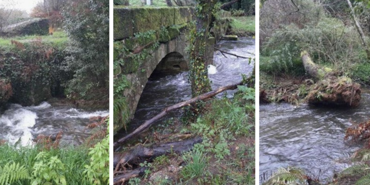 Batalla contra el bambú negro que invade el río Furnia