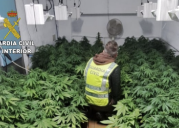 Sorprendido un vecino de O Rosal con 145 plantas de marihuana