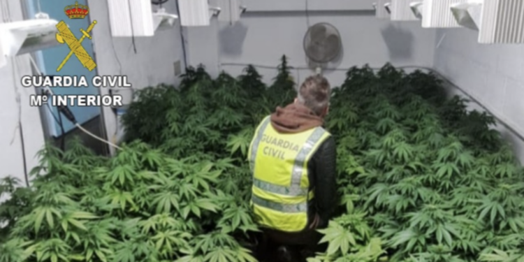 Sorprendido un vecino de O Rosal con 145 plantas de marihuana