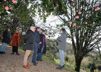 Un ‘scape room’ en el Castillo de Soutomaior, que se ‘disfraza’ de camelia para festejar el mes de la flor