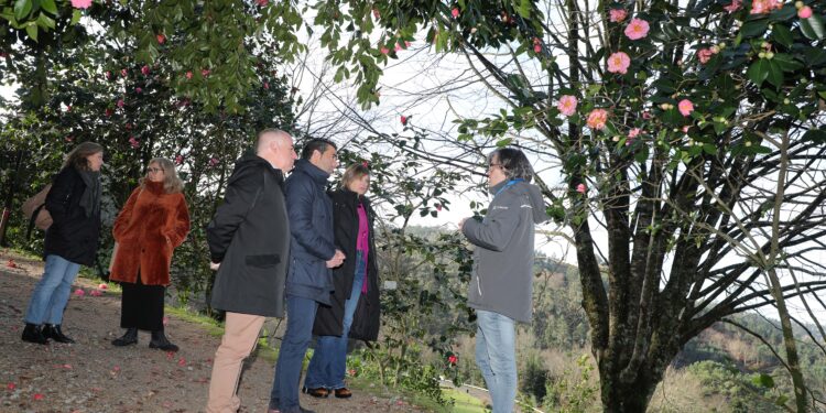 Un ‘scape room’ en el Castillo de Soutomaior, que se ‘disfraza’ de camelia para festejar el mes de la flor
