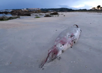 Hallan el cadáver de un arroaz en la playa de Samil
