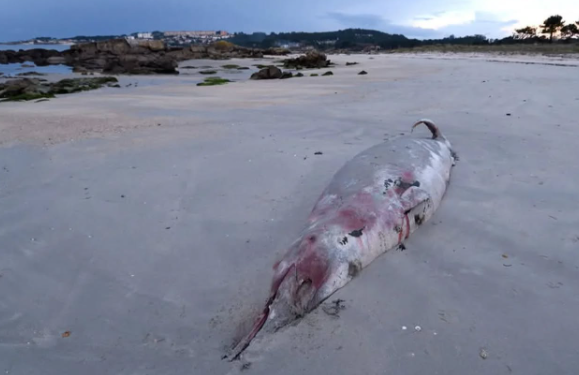 Hallan el cadáver de un arroaz en la playa de Samil