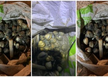 Año nuevo… viejas prácticas: vuelven a cazar a dos furtivos en Teis