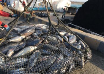 Frente común para combatir el descenso del consumo de pescado
