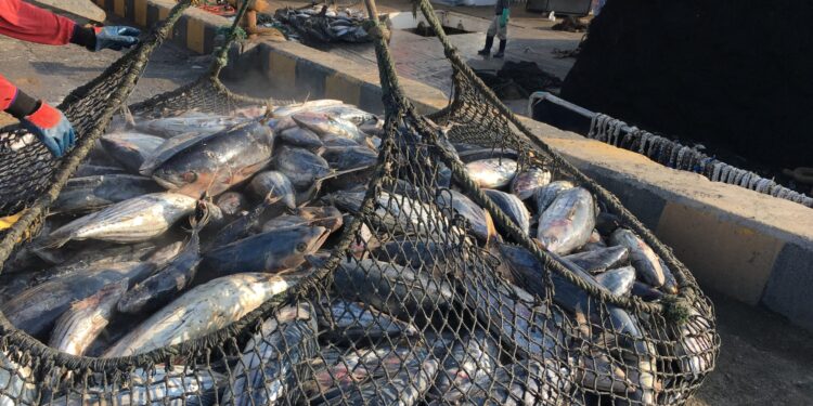 Frente común para combatir el descenso del consumo de pescado
