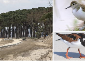 Ruta para descubrir las otras joyas de Samil: del virapiedras al andarríos