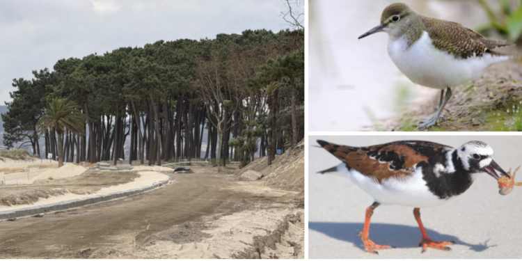 Ruta para descubrir las otras joyas de Samil: del virapiedras al andarríos