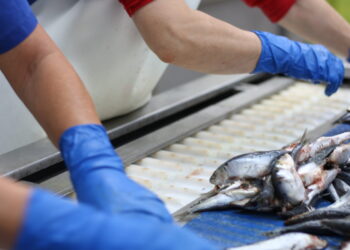 Frente común para combatir el descenso del consumo de pescado